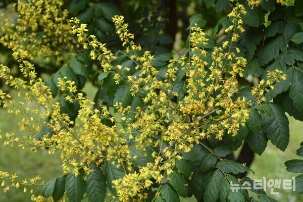 우리나라 자생 멸종위기·취약 식물종 '모감주나무 꽃' / 충남도 산림자원연구소 제공)