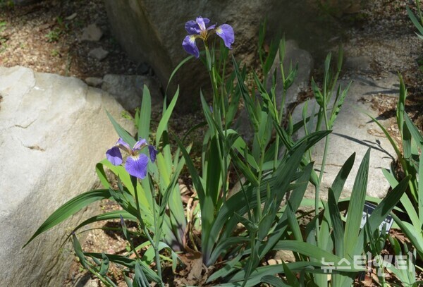 우리나라 자생 멸종위기·취약 식물종 '부채붓꽃' / 충남도 산림자원연구소 제공)