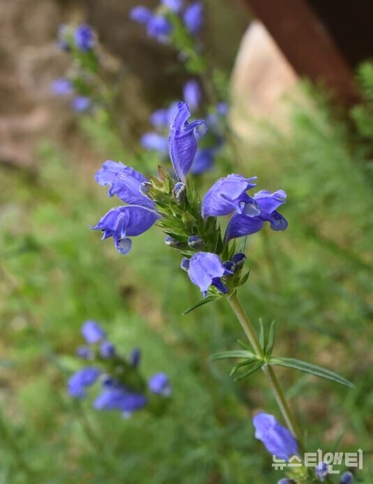 우리나라 자생 멸종위기·취약 식물종 '용머리 꽃' / 충남도 산림자원연구소 제공)