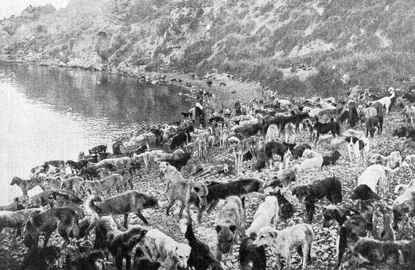 시브리아다섬에 강제 이송한 수많은 개들