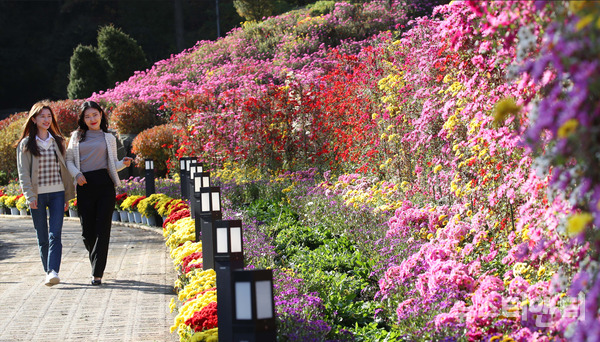 대전 동구 대청호자연생태관에서 오는 10일까지 진행되는 '대청호반 국화전시회'. (사진=전시회를 즐기고 있는 구청 직원 / 동구 제공)
