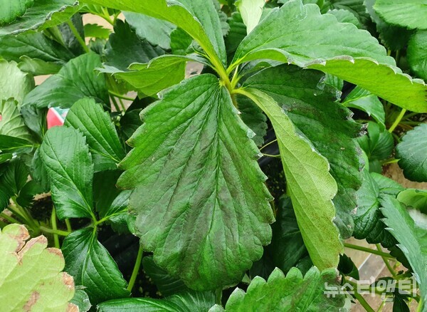 충남도 농업기술원은 딸기 신품종 ‘비타베리’ 재배 시 잎이 검게 변하는 생리장애를 예방하기 위해서는 양분관리가 필수라고 8일 밝혔다. (사진=생리장애가 발생한 비타베리)