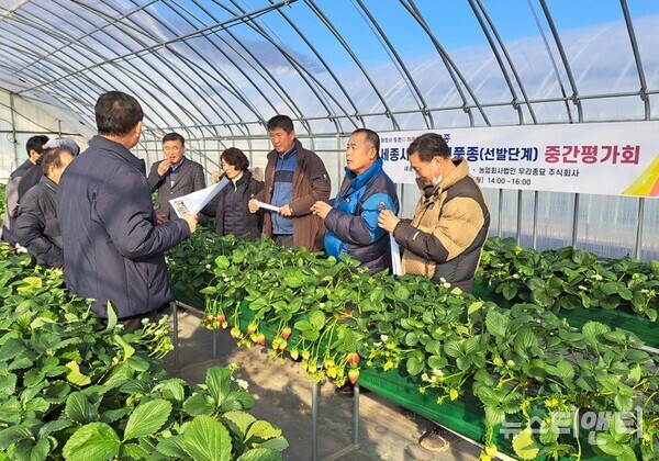세종시농업기술센터는 16일 농업회사법인 우리종묘㈜에서 신품종 딸기재배에 관심있는 농가들과 실증 시험재배 중간평가회를 개최했다.