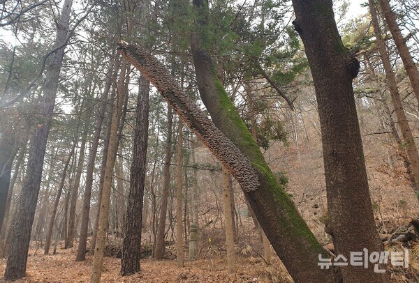 이름 모를 버섯이 죽은 나뭇가지에서 군락을 이룬 모습(보문산 산책로 인근) / 뉴스티앤티