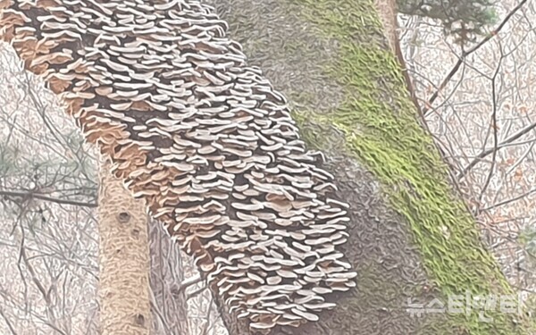이름 모를 버섯이 죽은 나뭇가지에서 군락을 이룬 모습(보문산 산책로 인근) / 뉴스티앤티