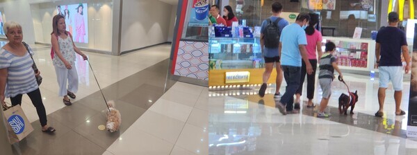 대형쇼핑몰에서 반려견들과 함께 쇼핑하는 필리핀 사람들 / 뉴스티앤티