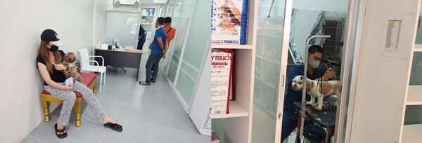 필리핀의 동물병원 / 뉴스티앤티