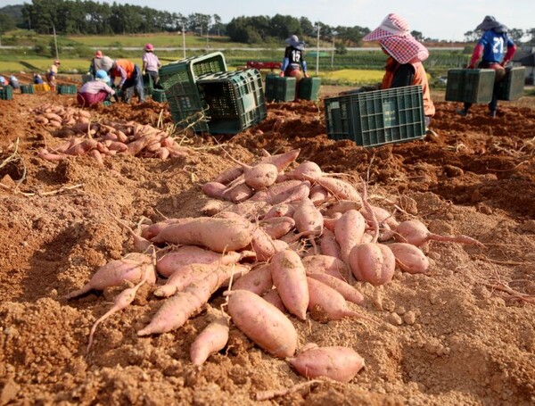 충남 태안군이 지역 특산물인 황토호박고구마의 명품화를 위해 ‘고구마 조직배양묘’를 농가에 무료로 공급한다. / 태안군 제공