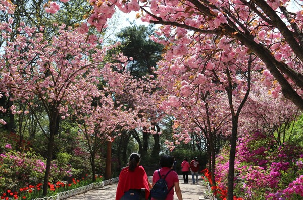 봄기운이 완연한 4월 대전 오월드에 봄꽃의 향연이 펼쳐진다. / 대전 오월드 제공