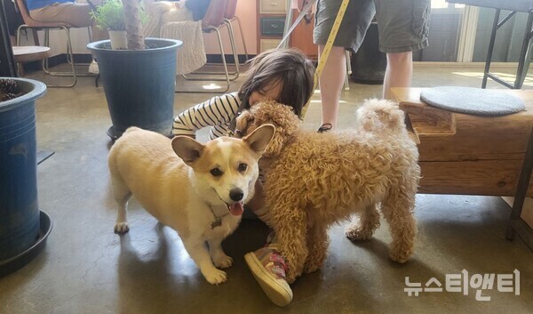 반려동물 / 충남도 제공