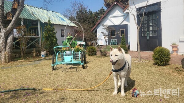 반려동물 / 충남도 제공