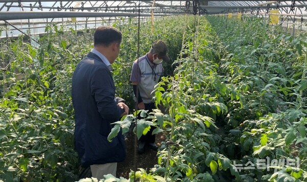 충남도 농업기술원 과채연구소 직원이 방울토마토 재배 농가를 방문해 컨설팅을 하고 있다. 