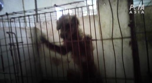 PETA 아시아, 한국의 잔혹한 강아지 공장 실태 폭로
