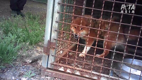 위험할 정도로 낡고 지저분한 우리와 대변으로 뒤덮인 사육장에 갇혀 있는 개들