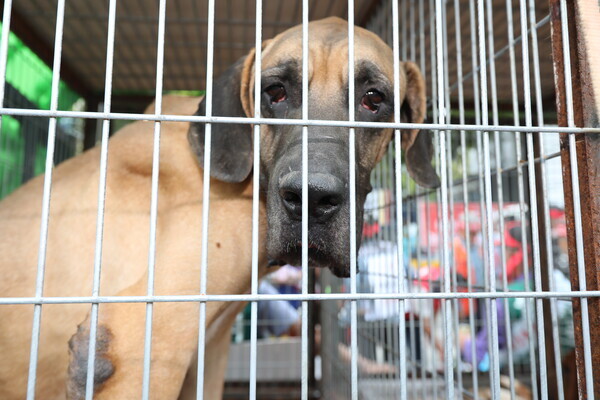 도심 집회에 동원된 개