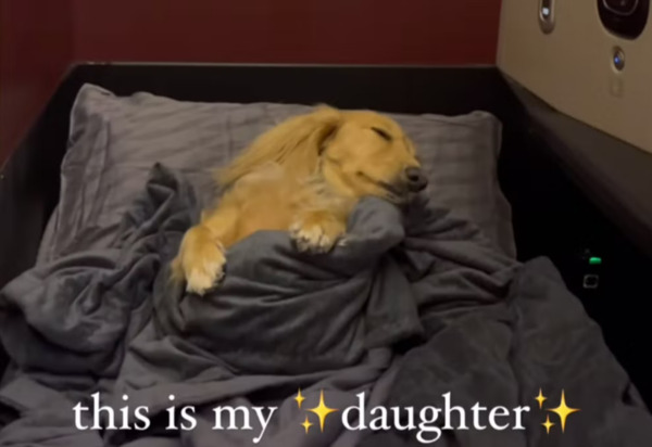 비지니스 클래스 좌석에서 잠들어 있는 피피. 인스타그램