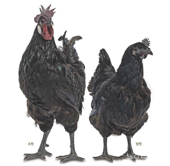 우리나라 대표 재래 닭인 오계(烏鷄)의 피부색과 관련된 유전적 특성이 국내 연구진에 의해 규명됐다.(사진=농촌진흥청 제공)