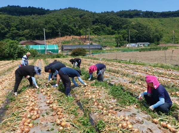 농협대전공판장은 16일 농촌 고령화 및 인구감소 등으로 일손이 부족해 어려움을 겪고 있는 충남 서산시 팔봉면 양파 재배농가를 찾아 일손돕기를 진행했다고 밝혔다. / 농협대전지역본부 제공