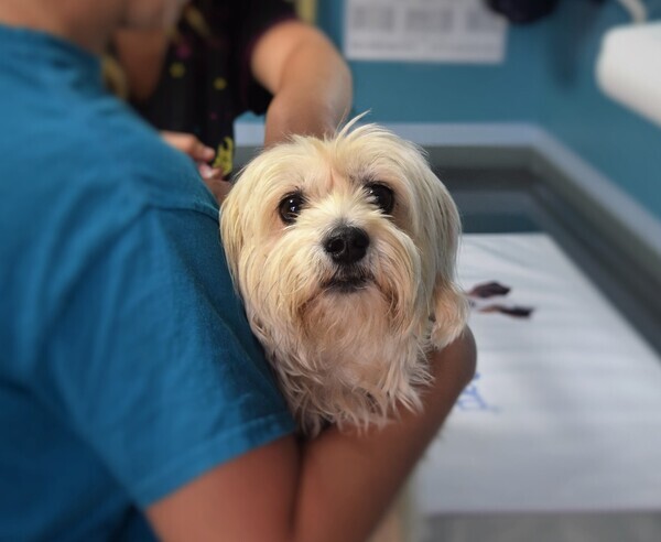 동물용 주사제가 자가진료 등 무면허 불법진료에 활용될 우려가 있다고 판단될 경우, 동물 소유자가 요구하더라도 수의사는 처방전 발급을 거부할 수 있다.