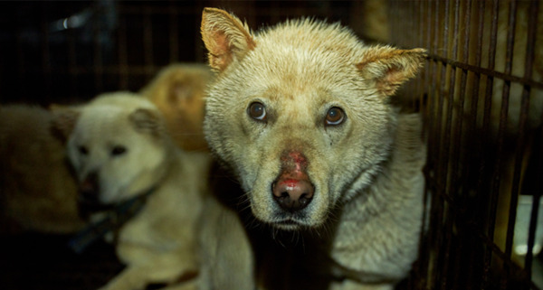어김없이 찾아 오는 ‘복날’...보신탕은 사라질 수 있을까? (사진=동물해방물결 제공)