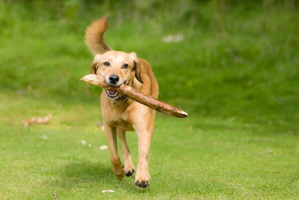산림청이 여름 휴가철을 맞아 반려견 동반 입장이 가능한 국립 산림휴양시설을 안내했다.
