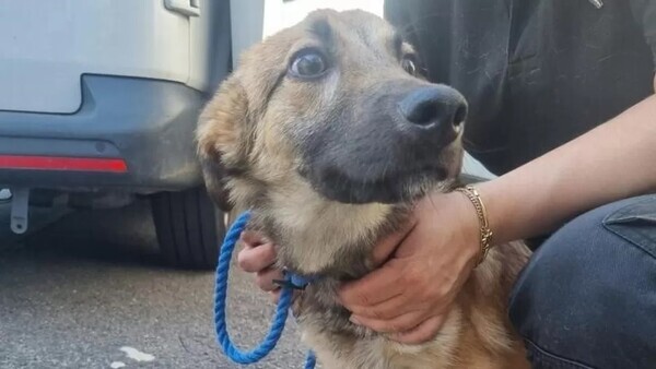 보호소에서 입양을 기다리는 생후 6개월 된 제이슨(BBC 캡쳐)