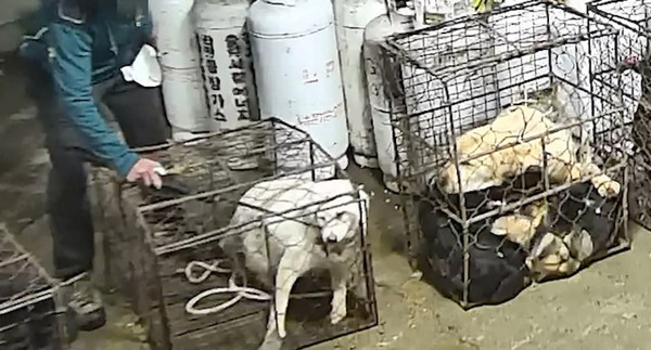 개 식용 금지는 시대적 요구. 개 식용에 대한 사회적 합의 필요(사진=동물해방물결)