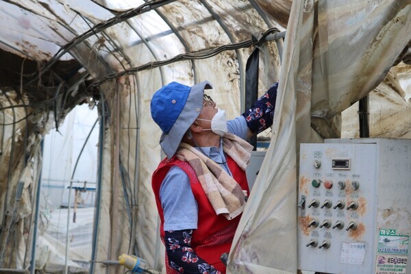 국민의힘 이명수 의원은 26일 국민의힘 아산갑·을 당원협의회와 지난 충북 청주시 수해복구 봉사에 이어 충남 청양군을 찾아 또 한 번 수해복구에 힘을 보탠 가운데, 이명수 의원이 비닐하우스 폐비닐 수거를 하고 있다. / 이명수 의원 제공