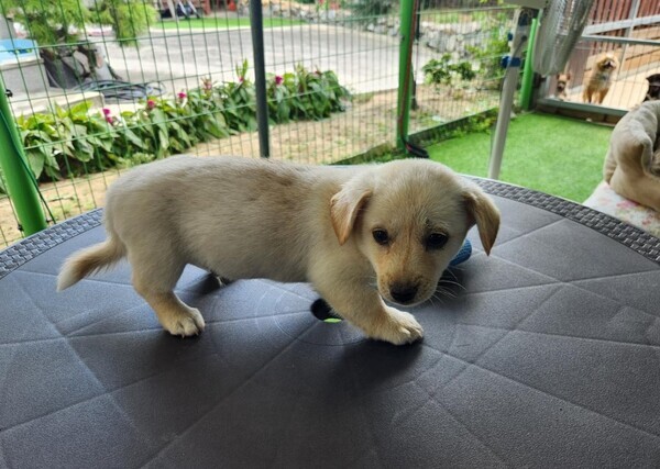 보호소에 보호중인 강아지(사진=유기동물보호센터)