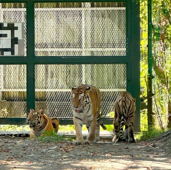지난해 7월 3일 많은 관심 속에서 태어난 대전오월드 백두산호랑이 삼남매가 일반에 공개됐다. / 대전도시공사 제공