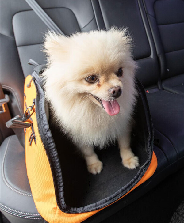 장시간 여행이나 새로운 환경은 반려견에겐 스트레스(사진_농촌진흥청)