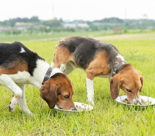 명절에 반려견에게 주는 음식물 주의(사진_농촌진흥청)