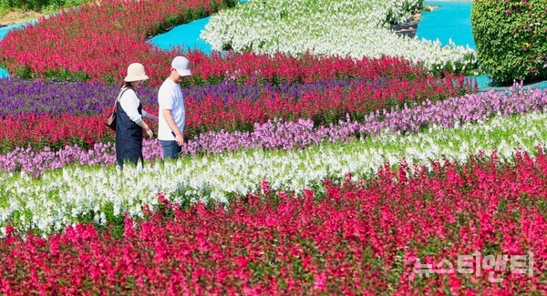 ‘꽃과 바다의 도시’ 태안군에서 열리고 있는 가을꽃박람회가 10월을 맞아 큰 인기를 끌고 있다.