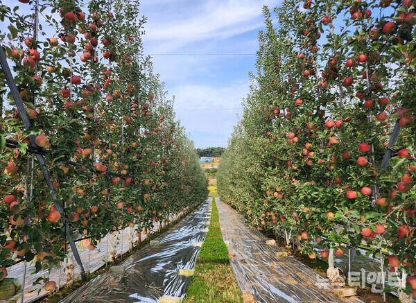 충남도가 사과나무를 직각 벽 모양으로 키워 노동력을 줄이고 수확량은 늘릴 수 있는 ‘사과 다축 과원 조성 신기술’ 확대 보급에 나선다.(사진=사과 다축재배 모습)