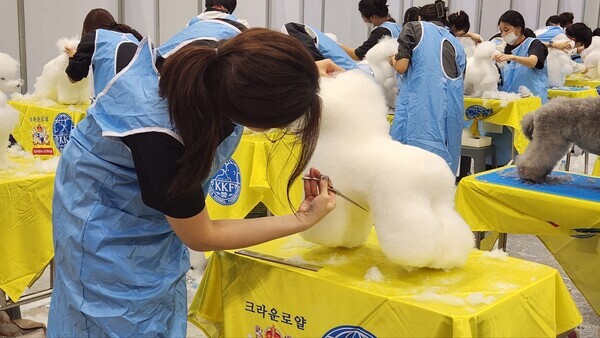 애견미용 콘테스트에서 참가지들이 열띤 경연을 하고 있다.(사진_김종숙기자)
