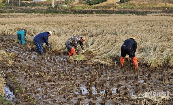 19일 태안군 안면읍의 한 농지에서 마을 주민들이 아직 벼 수확을 하지 못한 고령 농업인을 위해 일손을 돕고 있다.