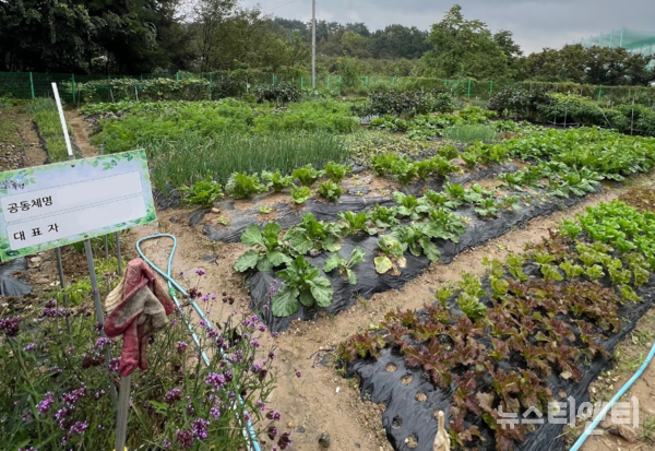 대전 유성구는 오는 22일부터 26일까지 농업의 공익적 가치실현과 도시민의 친환경 농사체험 지원을 위한 ‘2024년 도시농업 공동체 텃밭농장’ 참여자를 모집한다고 밝혔다. (사진=텃밭농장 / 유성구 제공)
