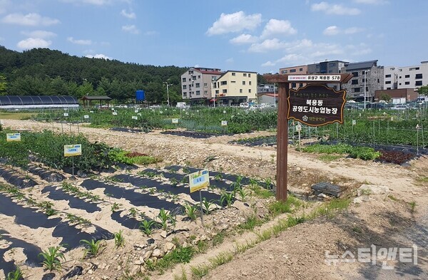 복용동 공영도시농업농장 / 대전시 제공