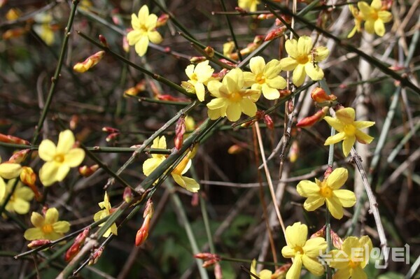 노란 꽃잎을 선보이는 영춘화 / 천리포수목원