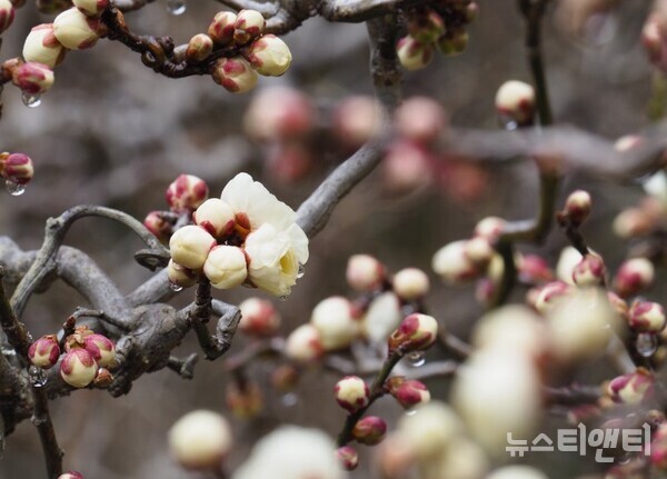 꽃망울을 터트리기 시작한 매실나무 '토르토우스 드래곤' / 천리포수목원