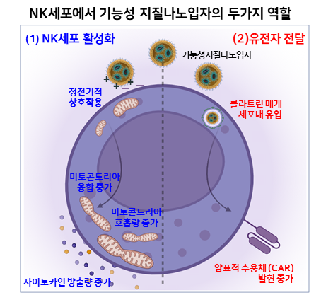 기능성 지질나노입자의 NK세포 활성화 및 유전자 전달