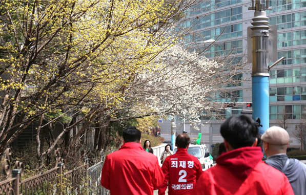 국민의힘 최재형(초선, 서울 종로) 의원이 23일 낮 12시쯤 종로구 사직동의 한 거리인사에서 만개한 산수유나무 아래를 지나며 ‘성큼 다가온 봄’을 만끽하고 있다. / 최재형 의원 제공