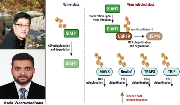 충남대학교 수의과대학 이종수 교수팀이 바이러스 감염과 관련해 유비퀴틴 E3 효소 ‘SIAH1’의 새로운 분자적 기전을 규명했다.