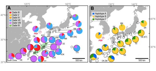 제주도와 인근 해역에 서식하는 바다거북 개체군의 미토콘드리아 DNA 하플로타입의 구성(A=푸른바다거북, B=붉은바다거북). 그림 A에서 연두색으로 표시된 지역은 일본 남부에 위치한 류큐 열도로, 제주도 바다거북 개체군과 높은 유전자 연결성을 보였다. 검은색 테두리의 파이 그래프는 번식지를 나타냄. 제주도를 제외한 각 지역의 이름은 줄임말로 표시.