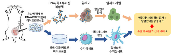 DNA/독소루비신 복합체가 탑재된 글라이콜 키토산 하이드로젤을 활용한 종양 면역 치료 모식도