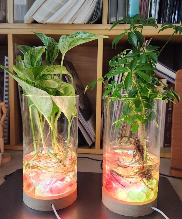 책상 위에서 키우고 있는 반려식물. 반려식물은 실내 공기를 정화하고 정서적 안정감을 증진시킨다.