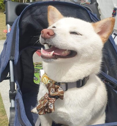 반려견 넥타이 직접 제작하여 판매하는 부스_폴카TV 제공