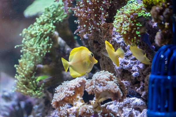 국제 펫 박람회 '인터주2024'(InterZoo2024) 현장 / 펫산업연합회 제공