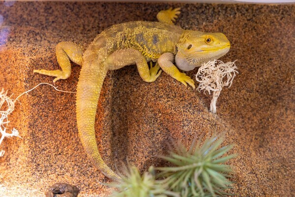 국제 펫 박람회 '인터주2024'(InterZoo2024) 현장 / 펫산업연합회 제공