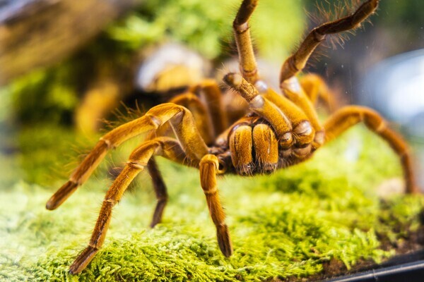 국제 펫 박람회 '인터주2024'(InterZoo2024) 현장 / 펫산업연합회 제공